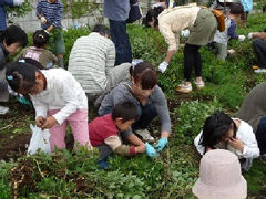 落花生掘り